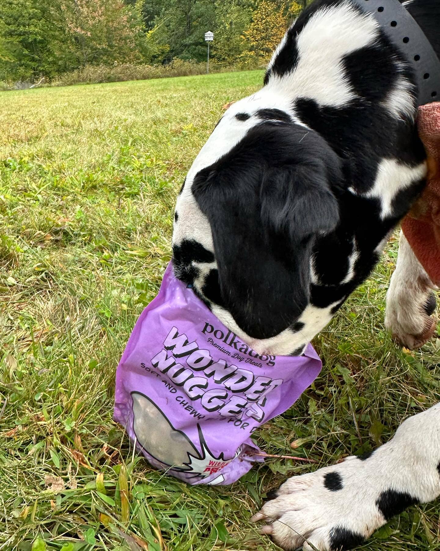 Polkadog Wonder Nuggets – Pork & Apple Dog Treats
