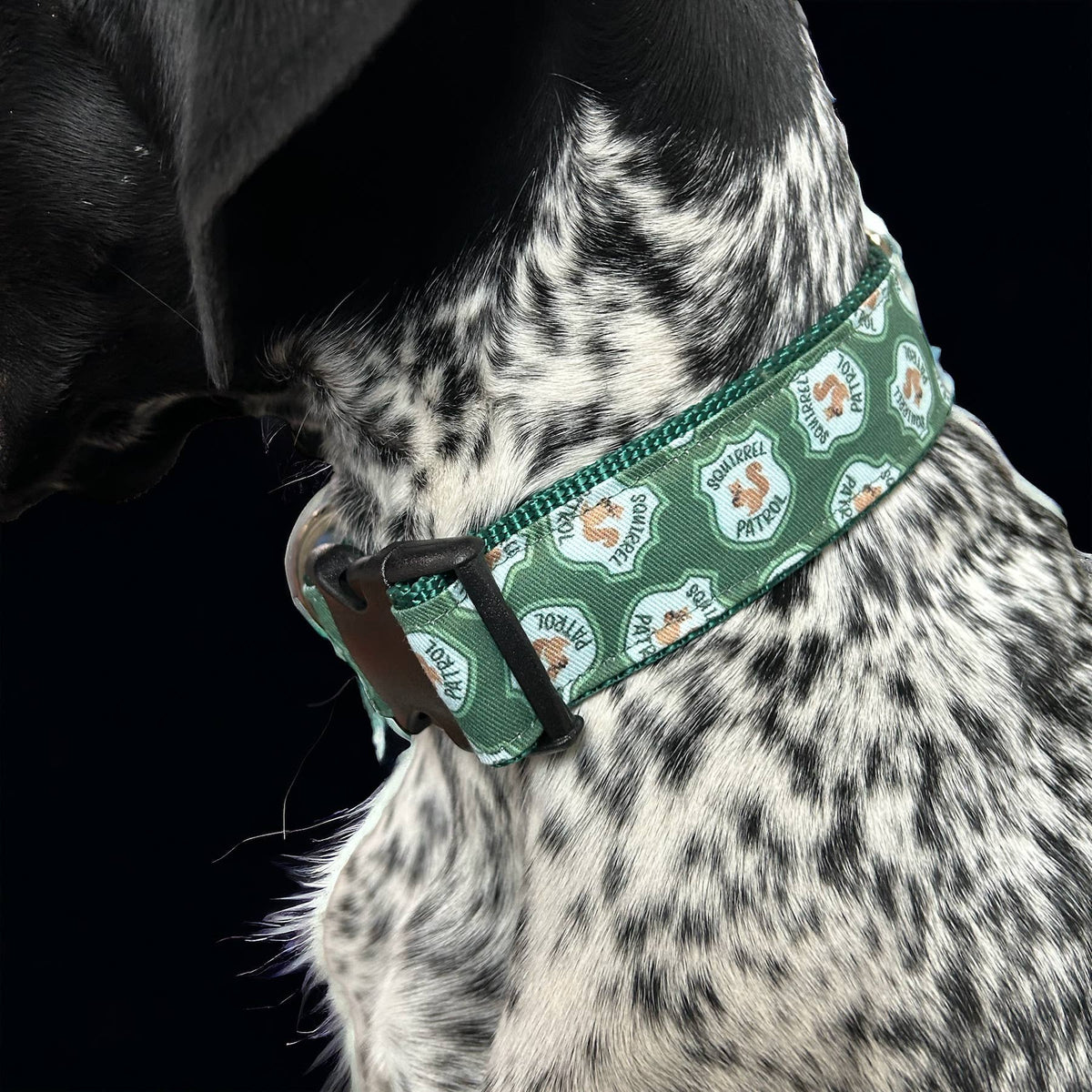Dog Collar, Squirrel Patrol