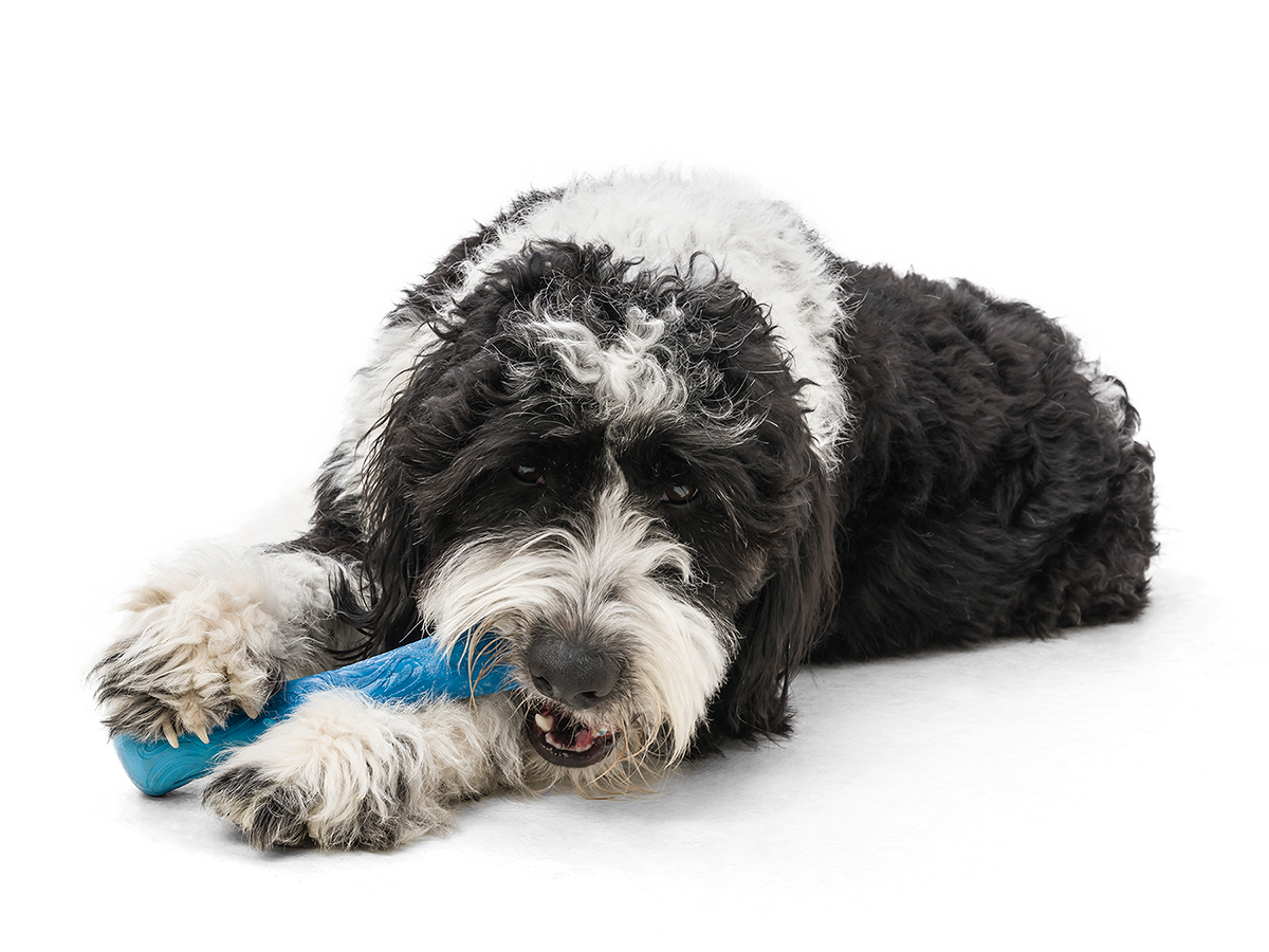 Drifty® Dog Toy for Chew, and Fetch