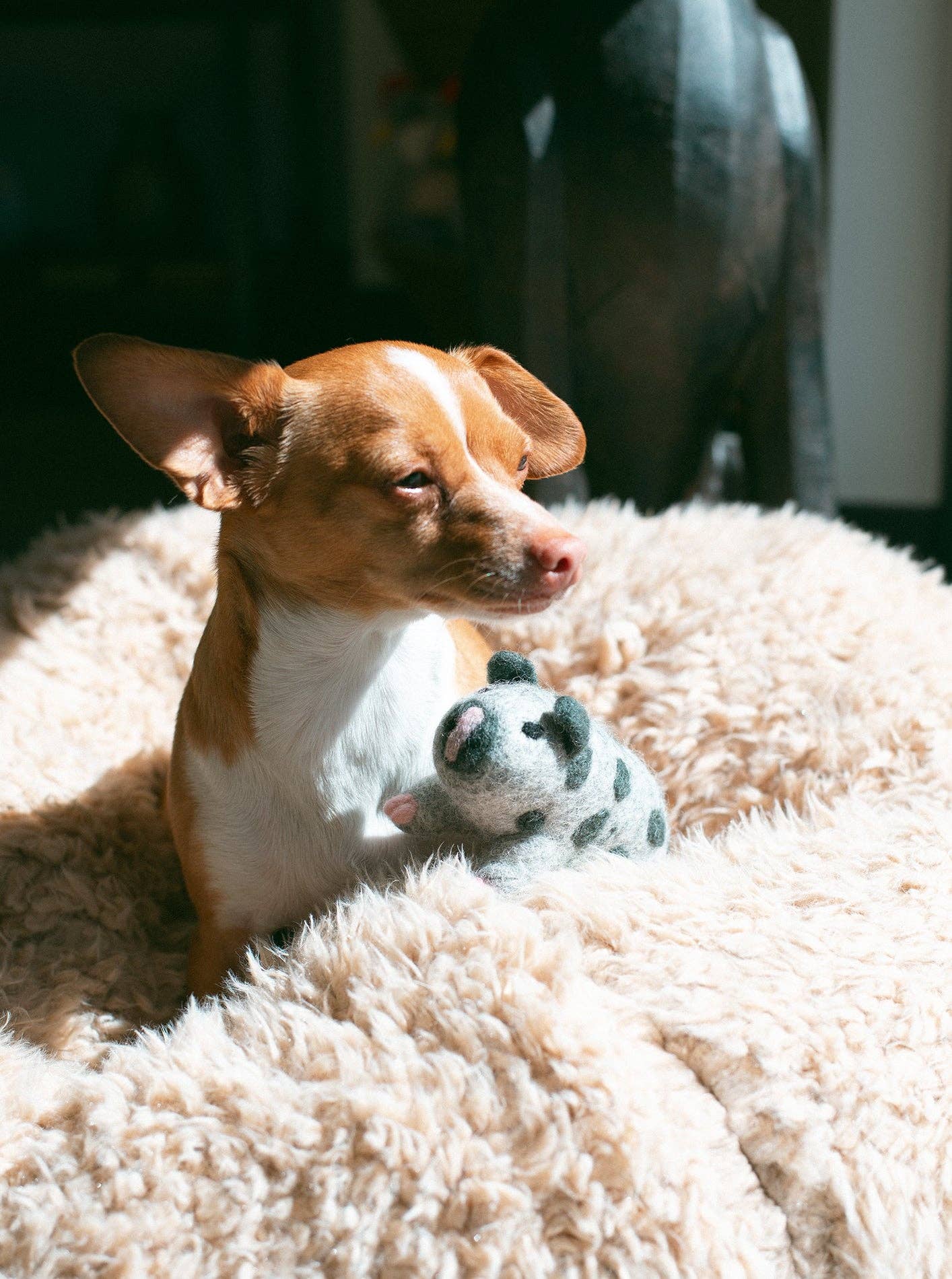 OCHO THE PIG Wool Dog Toy