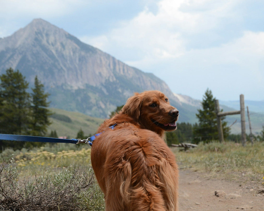 New Pet Owner Advice for a Happy Start in Colorado