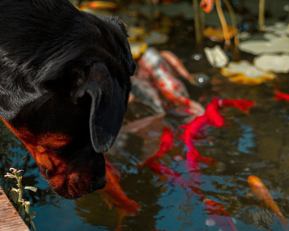The Benefits of Fish Treats and Oils for Your Pet
