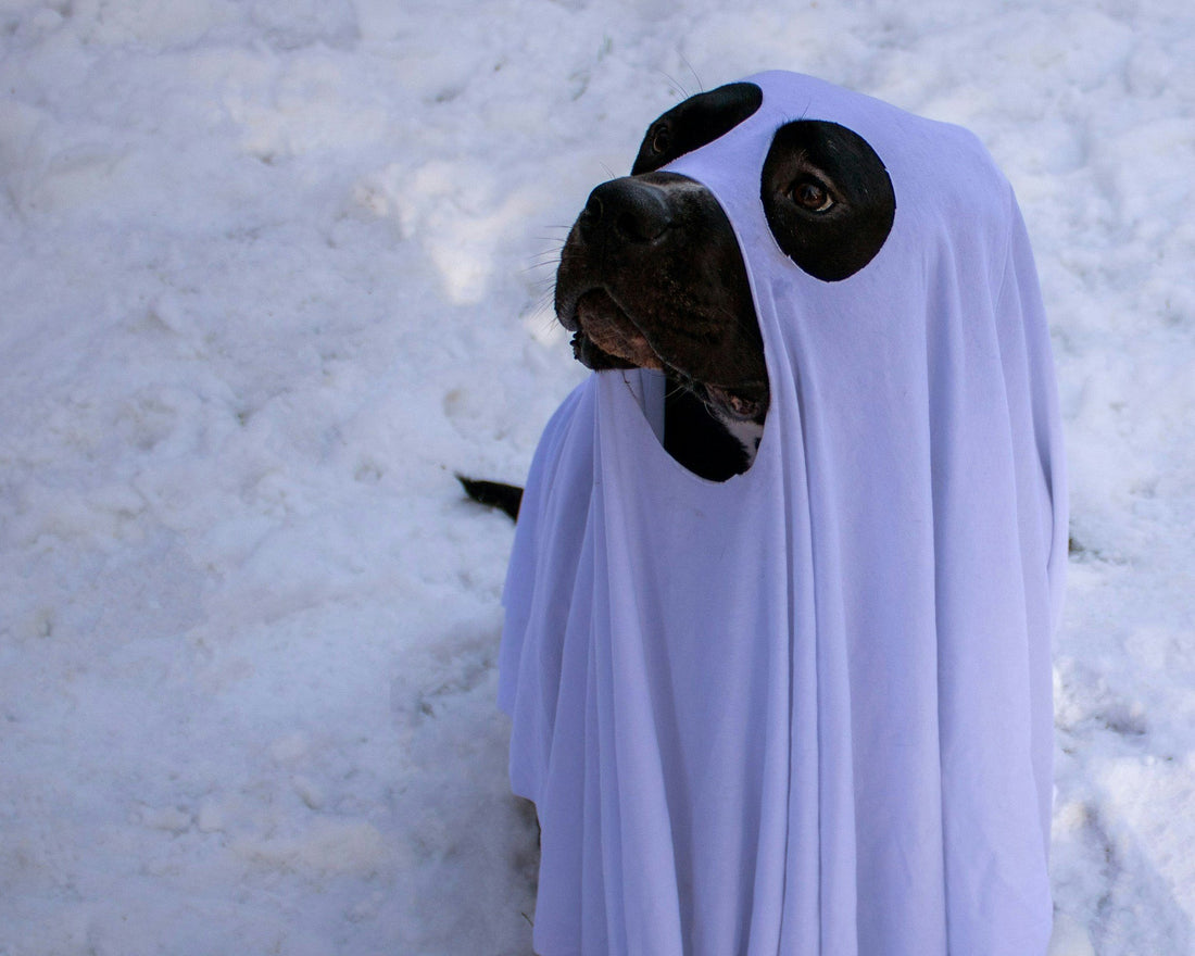 Halloween Pet Safety Tips: Keep It Calm with Treats from Good Boy Jack’s