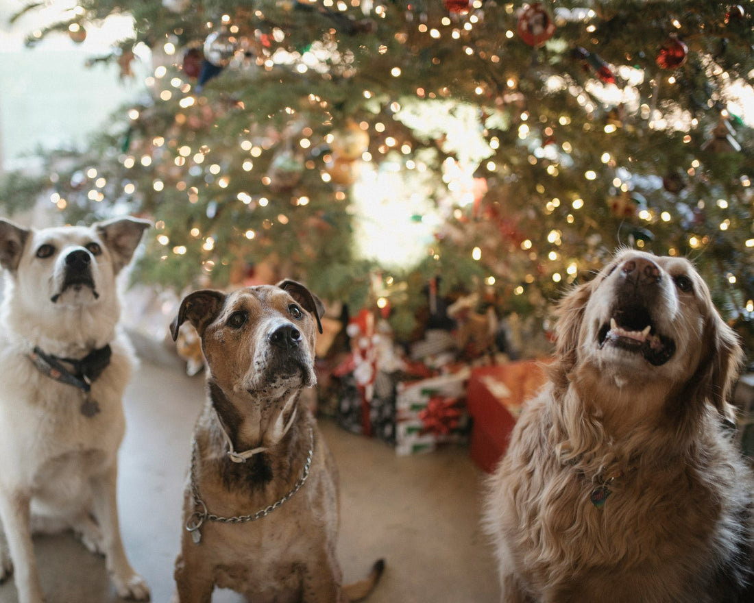 Keeping Your Dog Safe During the Holidays