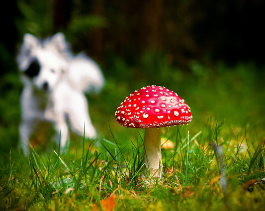 Schrooms for Pets: Fungi-licious Benefits for Your Furry Friend! 🍄