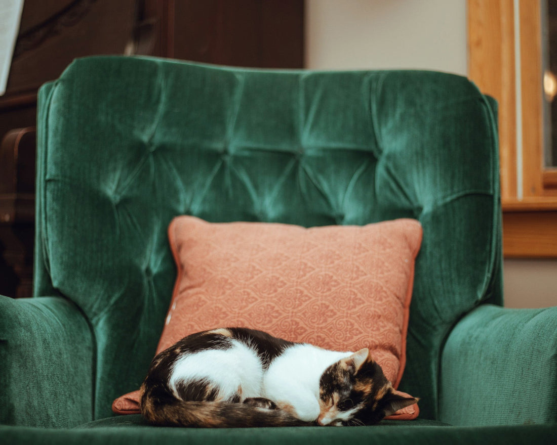 Tips to Keep Your Senior Cat Healthy and Active