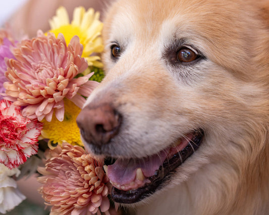 The Ultimate Guide to Raising a Happy, Healthy Dog in 2026