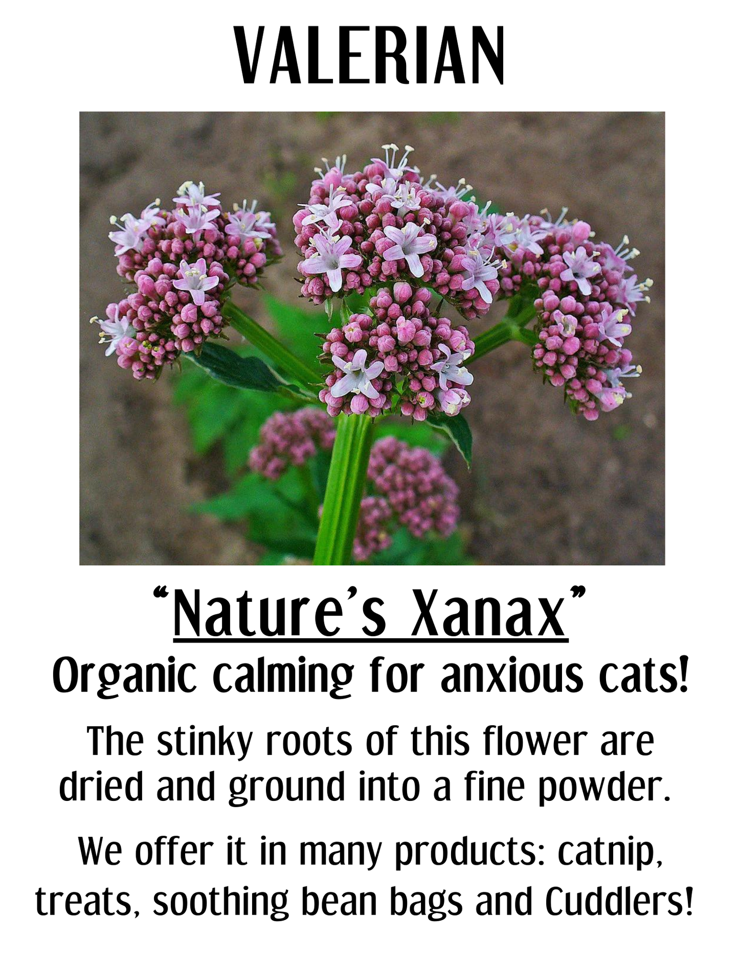 Calming Valerian BeanBag | Soothing Cat Toy