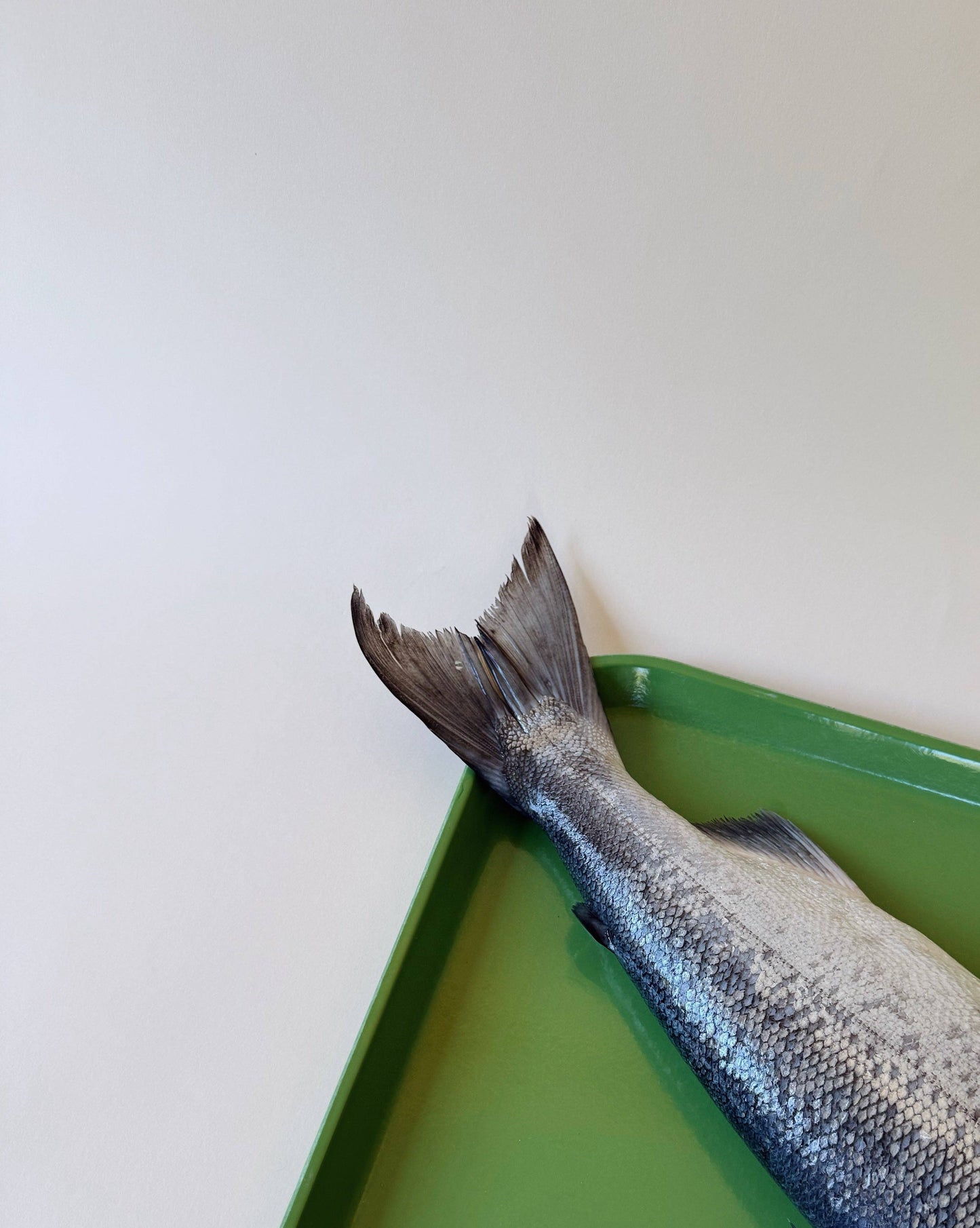 Wild Salmon Tails: Compostable Bag (5 Tails)