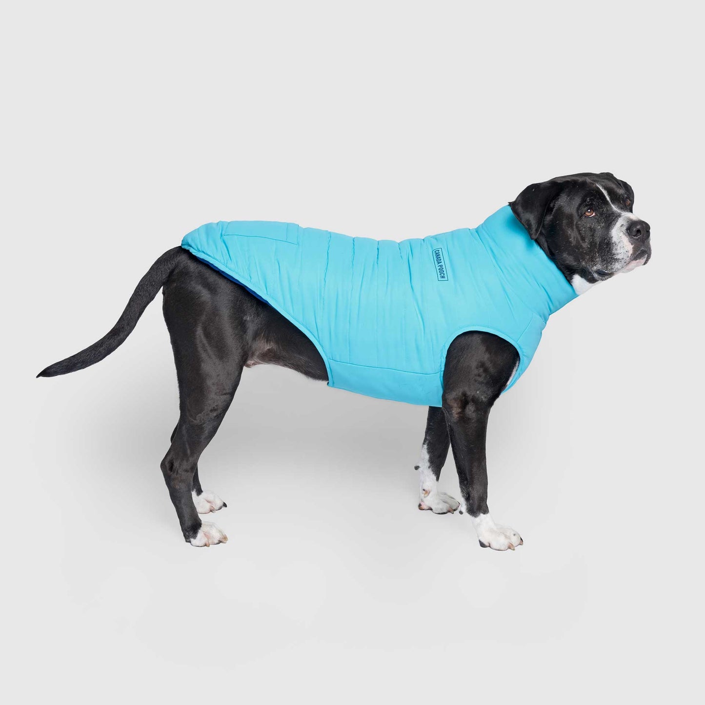 Reversible Puffer Vest- Dog Coat: Blue/Teal