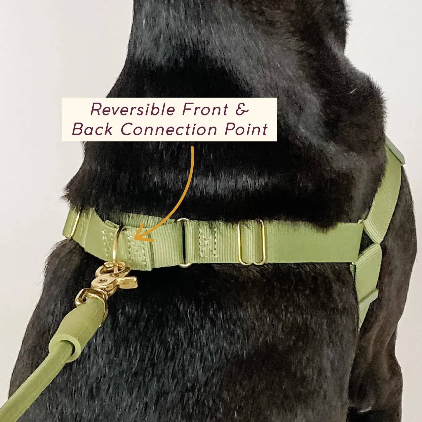 Roam Harness: CANDY / Large