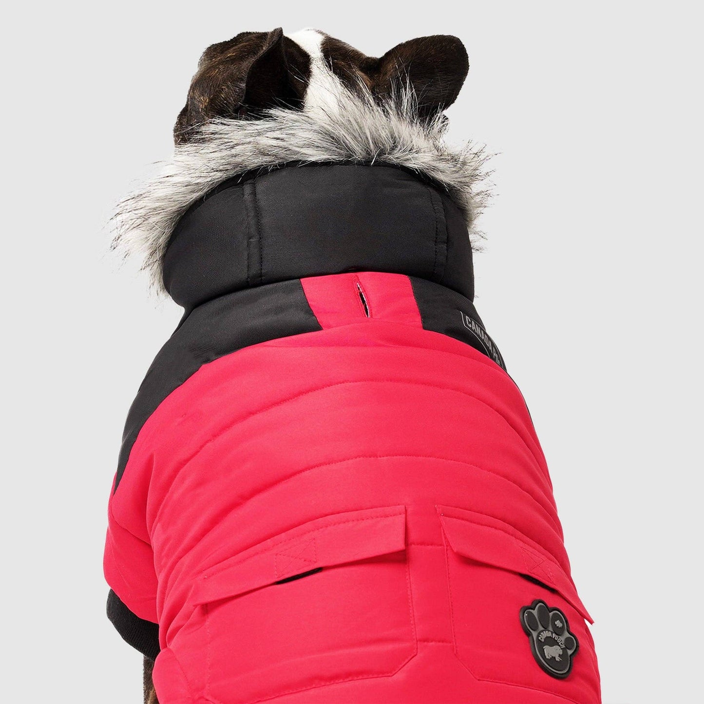 True North Dog Parka: Yellow / 20+