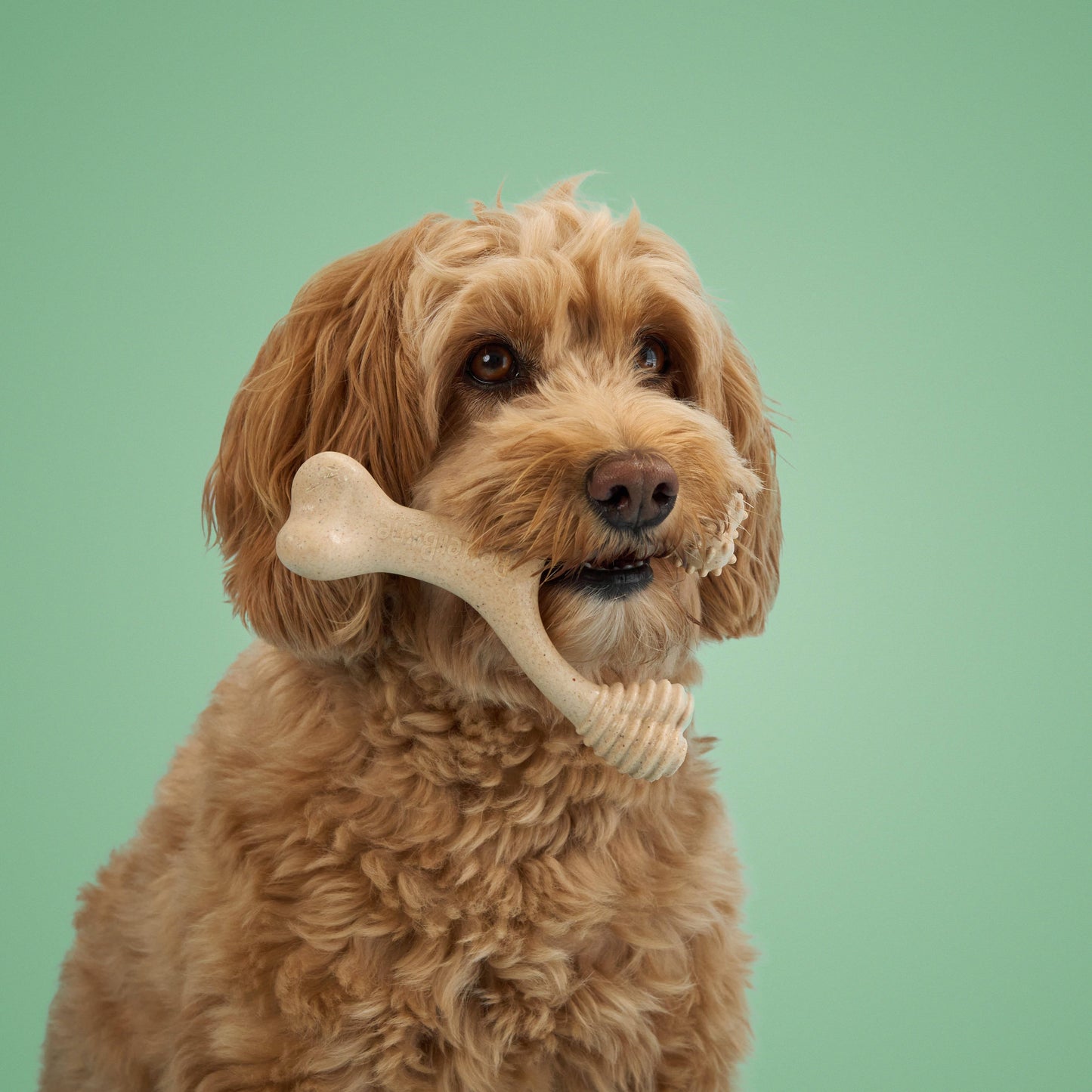 BetterBone Beef Flavored Small Size - Medium Density