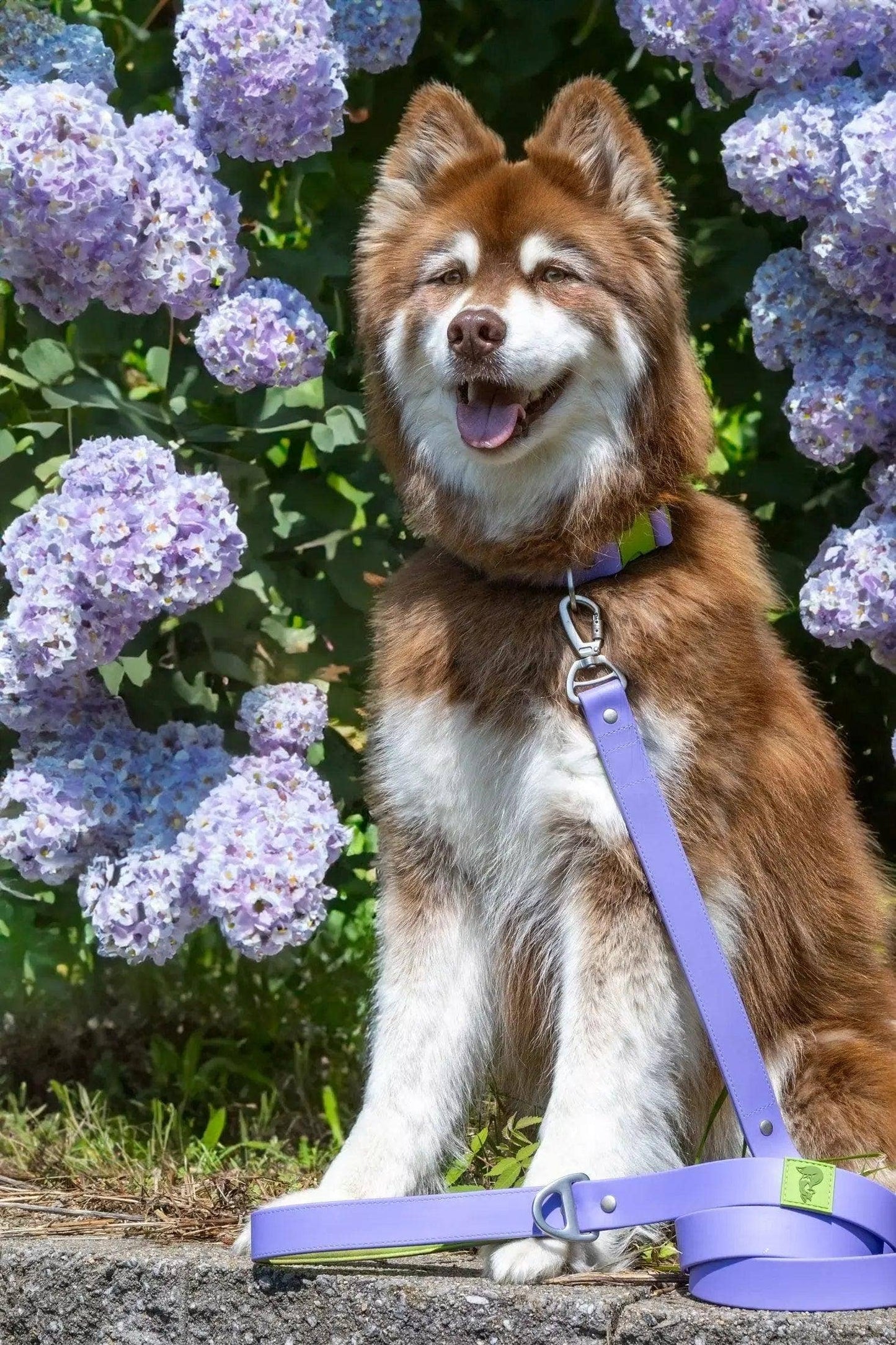 Lavender Garden Waterproof Dog Leash: Lavender / Meadow Green