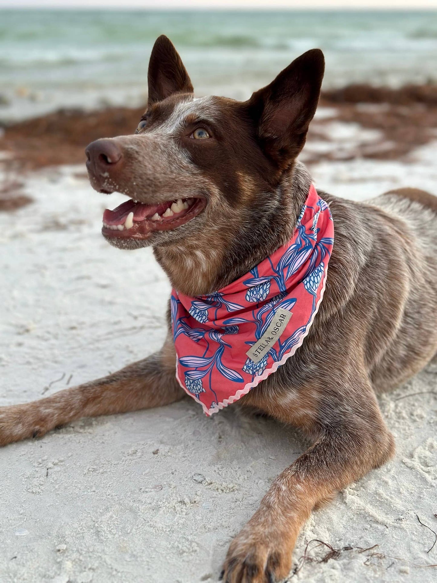 Stella & Oscar Coral Bloom Bandana
