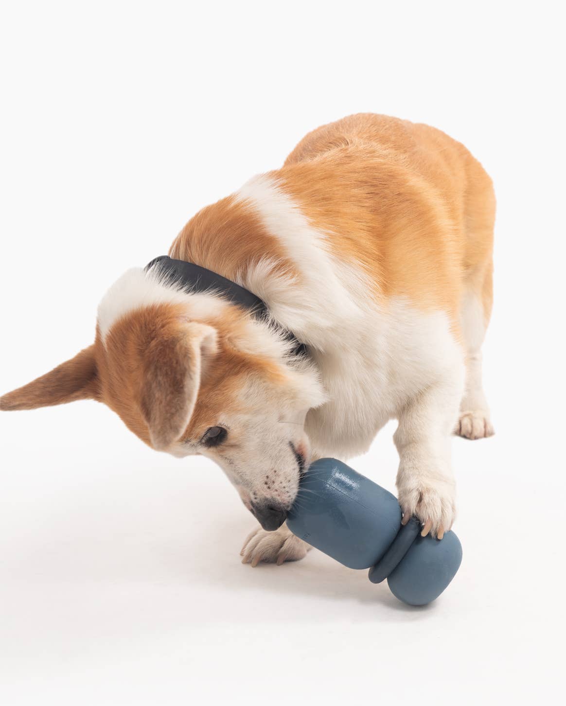 Armadillo Dog Toy