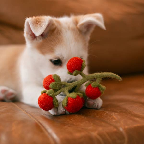 WOOL CHERRY TOMATO VINE