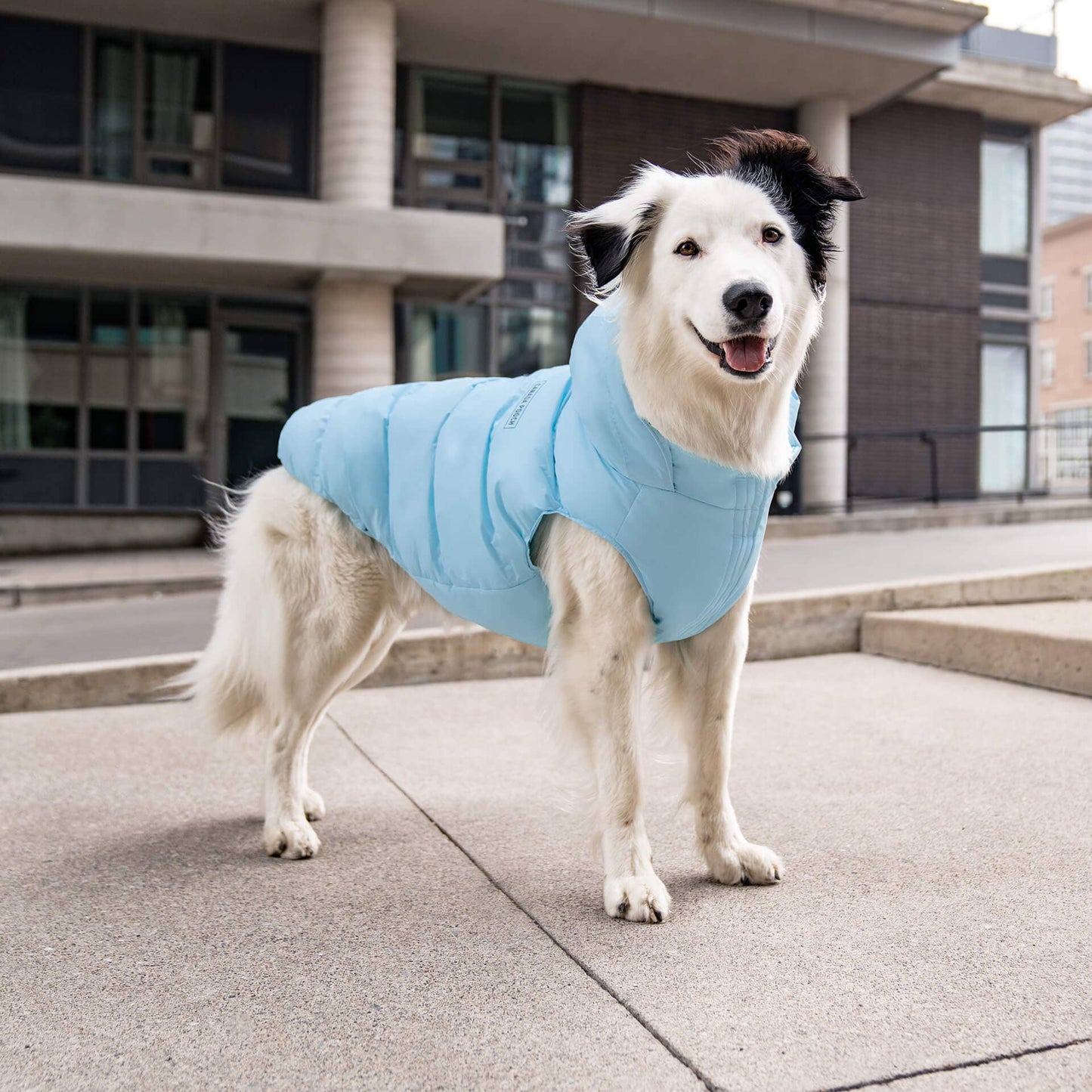 Waterproof Dog Puffer
