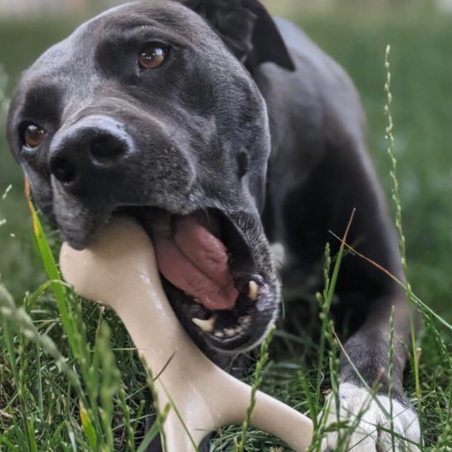 BetterBone HARD -Durable, All-Natural, No Nylon, Sustainable: Natural Venison / SMALL