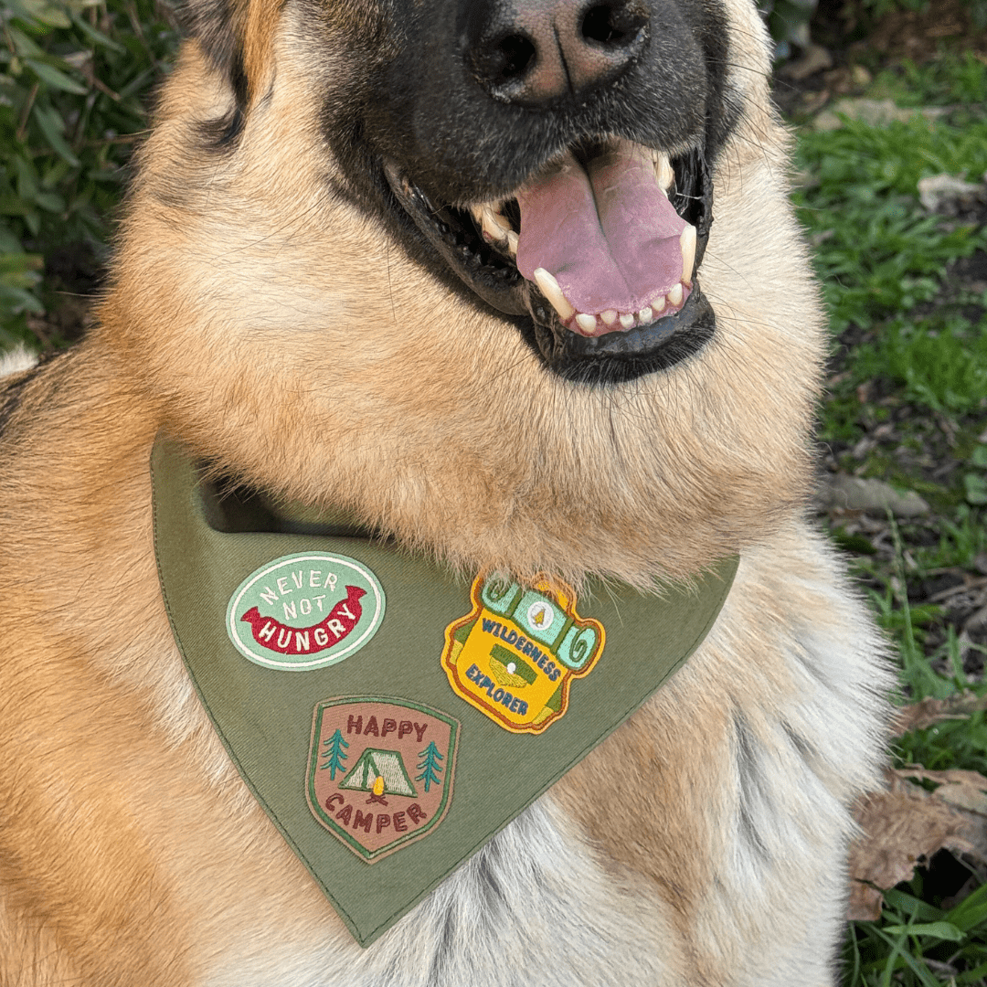 Never Not Hungry | Velcro or Iron-On Patch for Pets