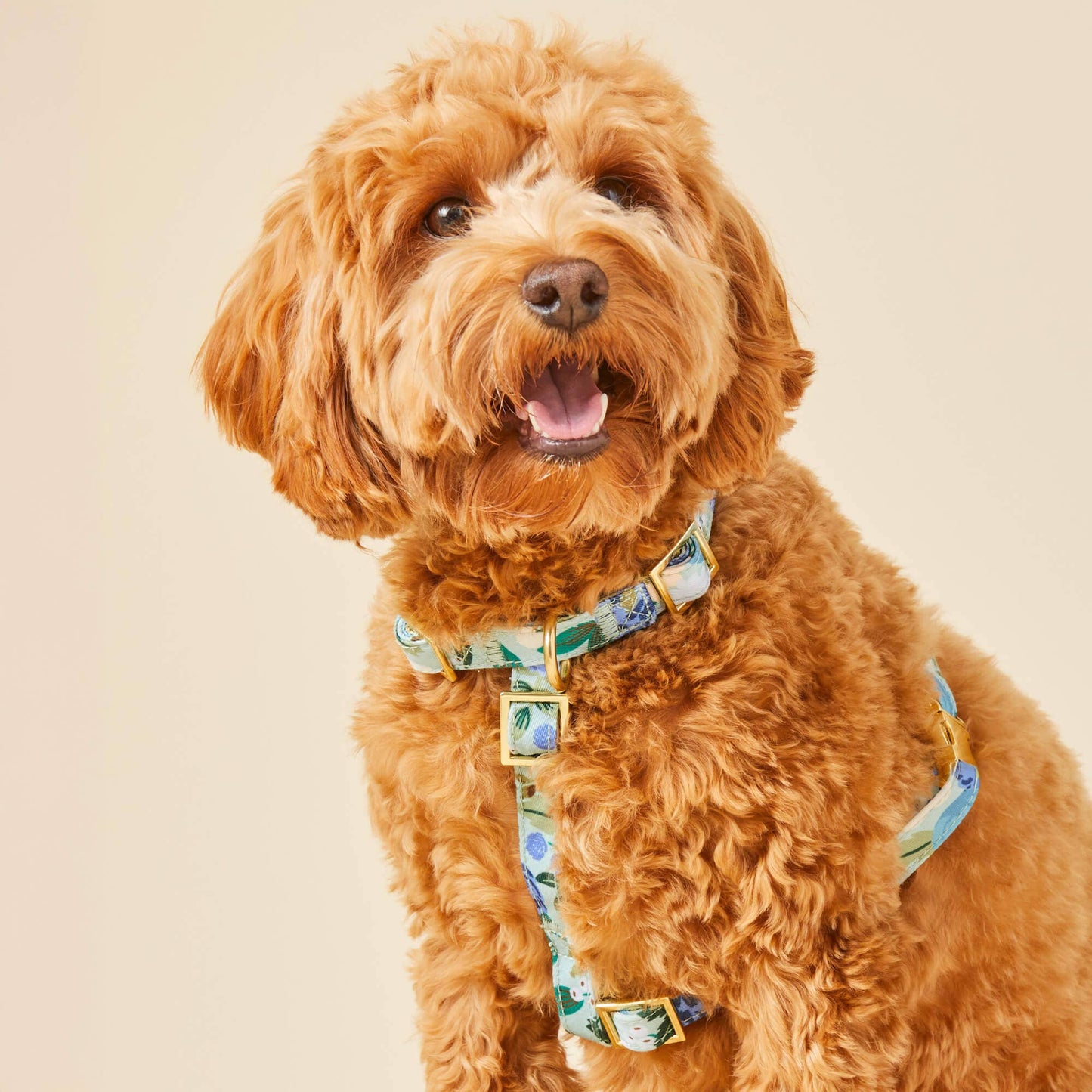 Rifle Paper Co. x TFD Vintage Blossom Spring Dog Harness