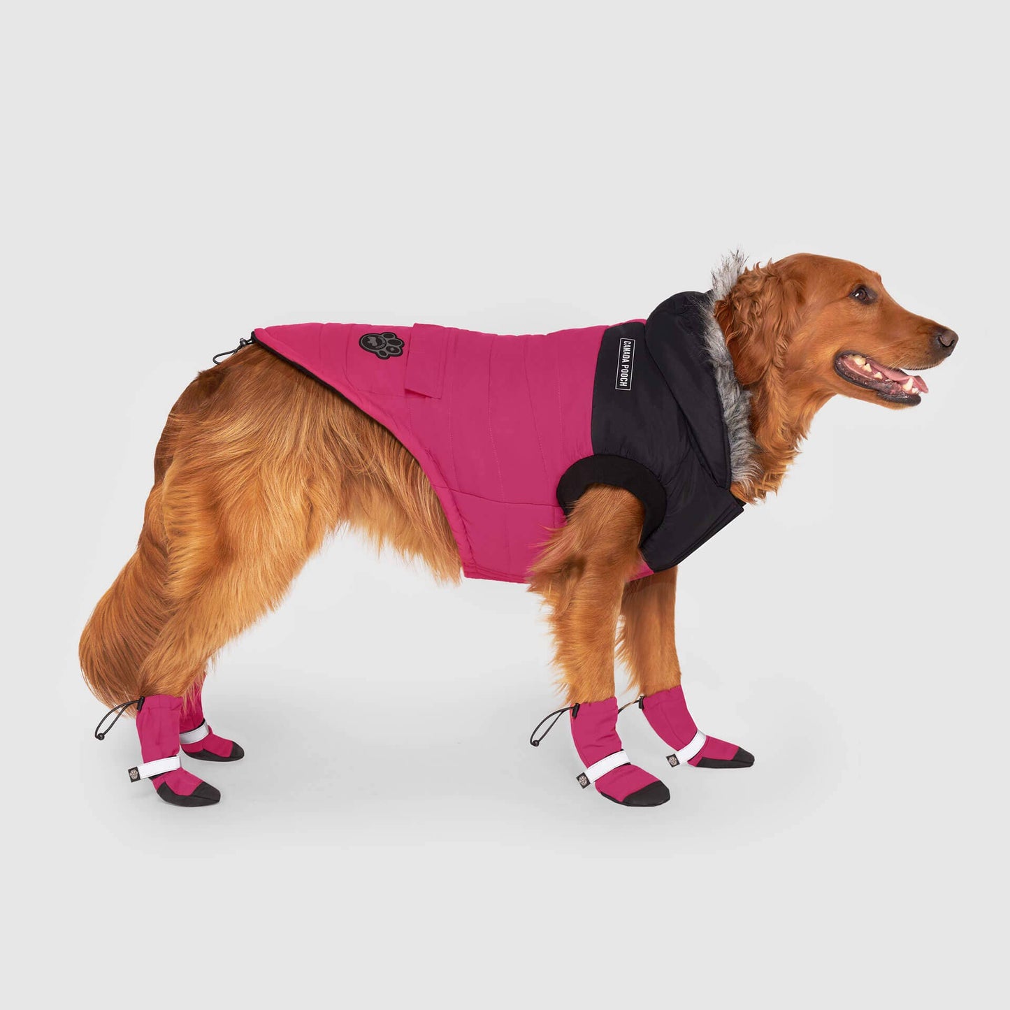 True North Dog Parka: Yellow / 20+