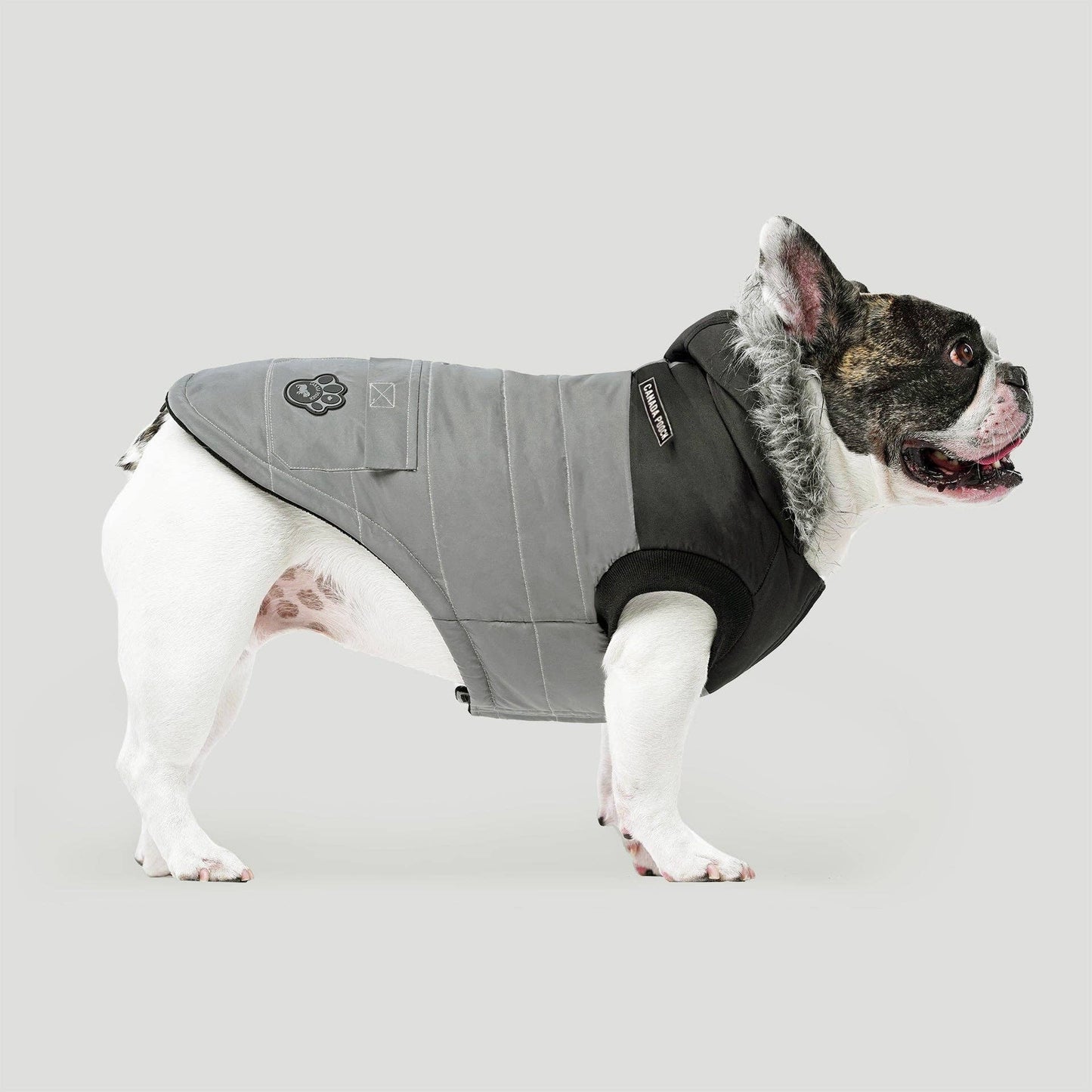 True North Dog Parka: Yellow / 20+