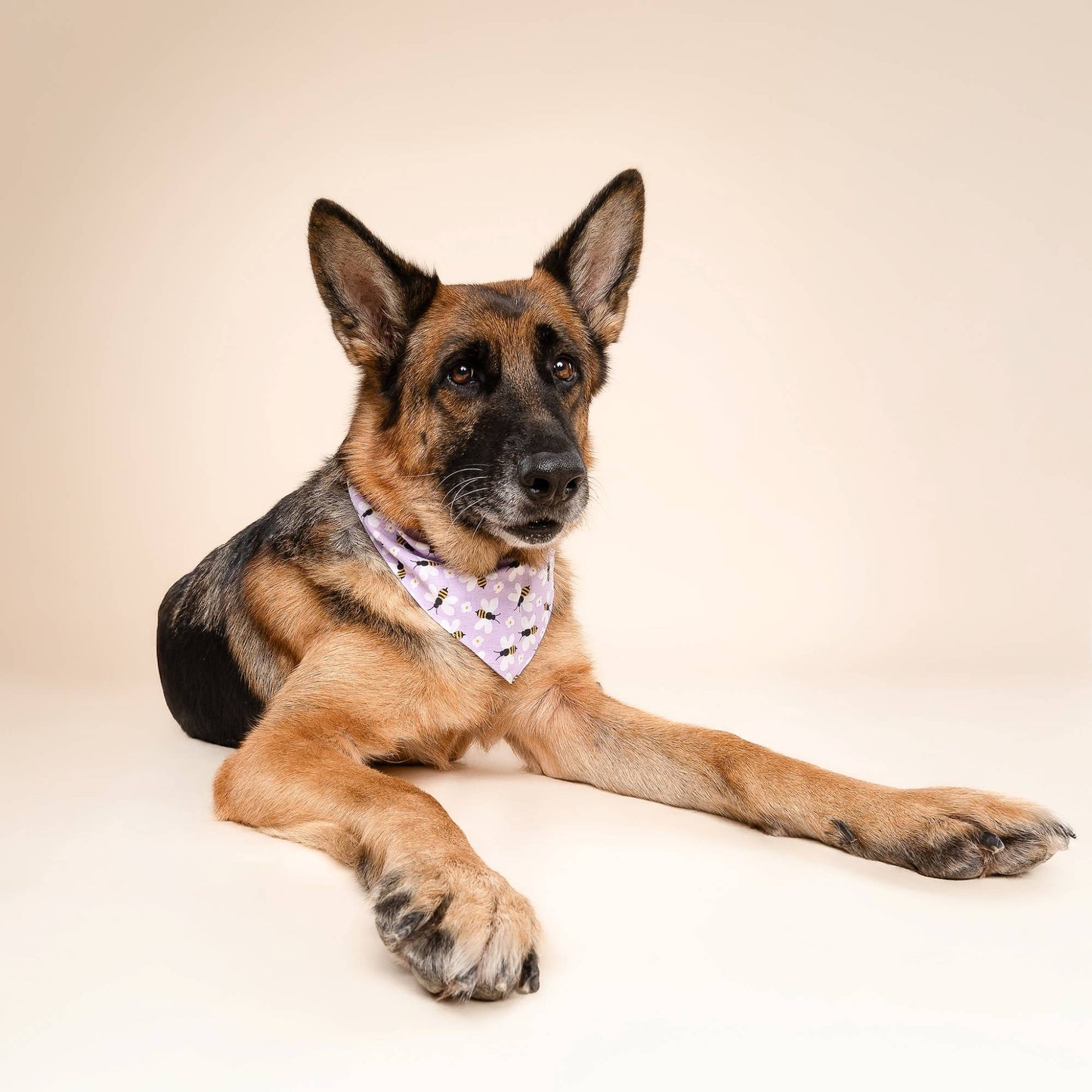 Honey Bees Dog Bandana : XL