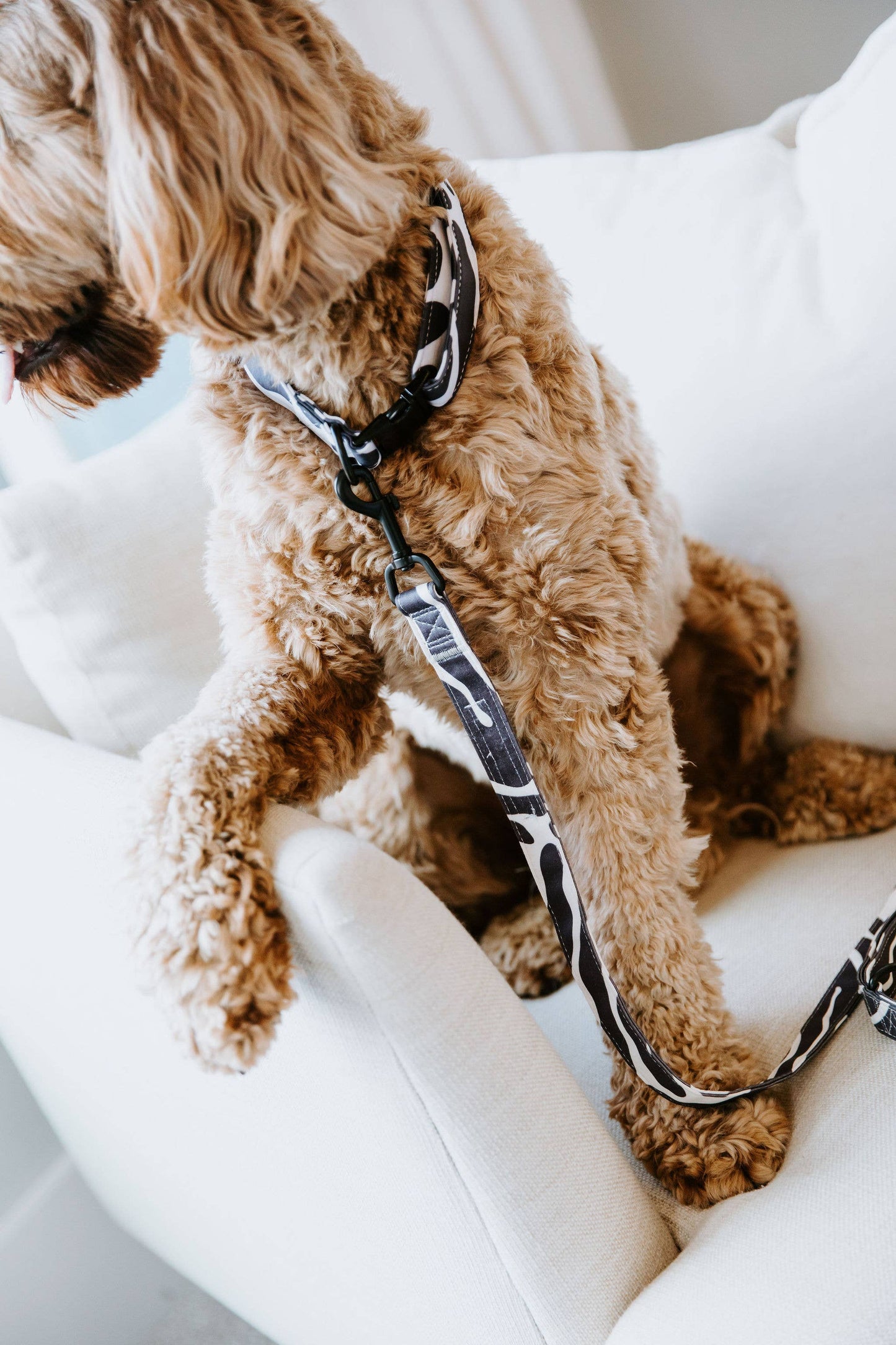 Abstract Dog Leash