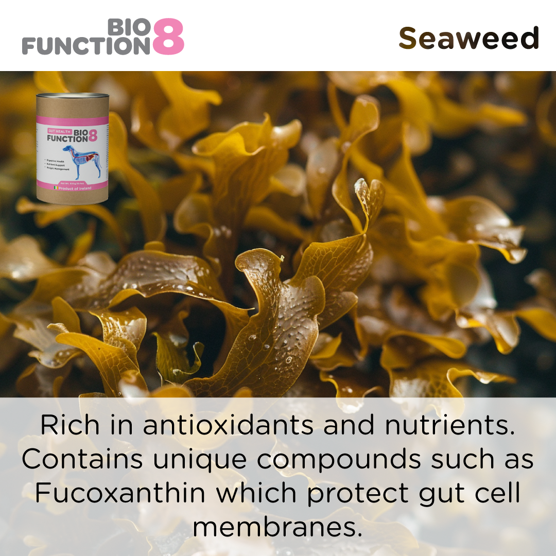 Biofunction8 Gut Health Supplement- 150 grams