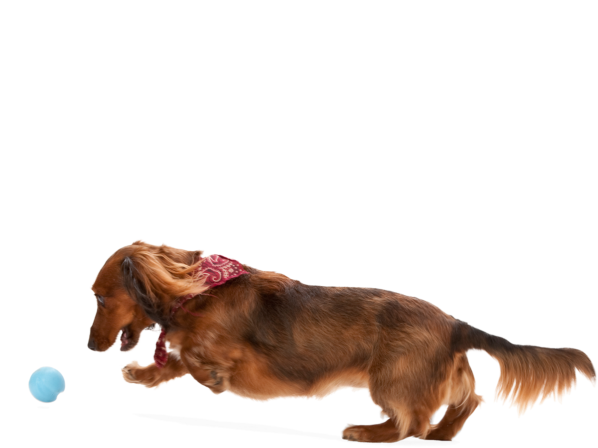 Jive® Dog Toy Ball for Chew, and Fetch: Tangerine