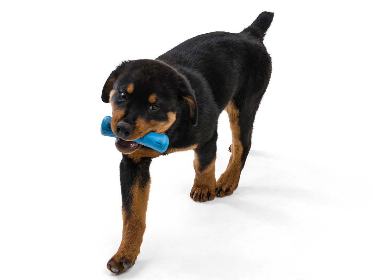 Drifty® Dog Toy for Chew, and Fetch