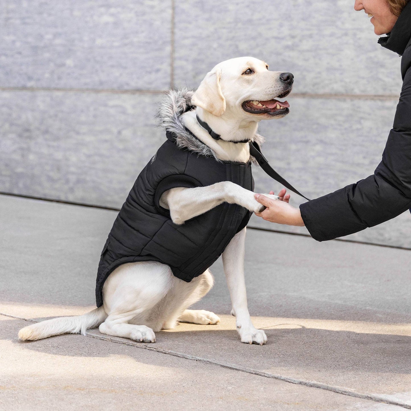 True North Dog Parka: Black / 18