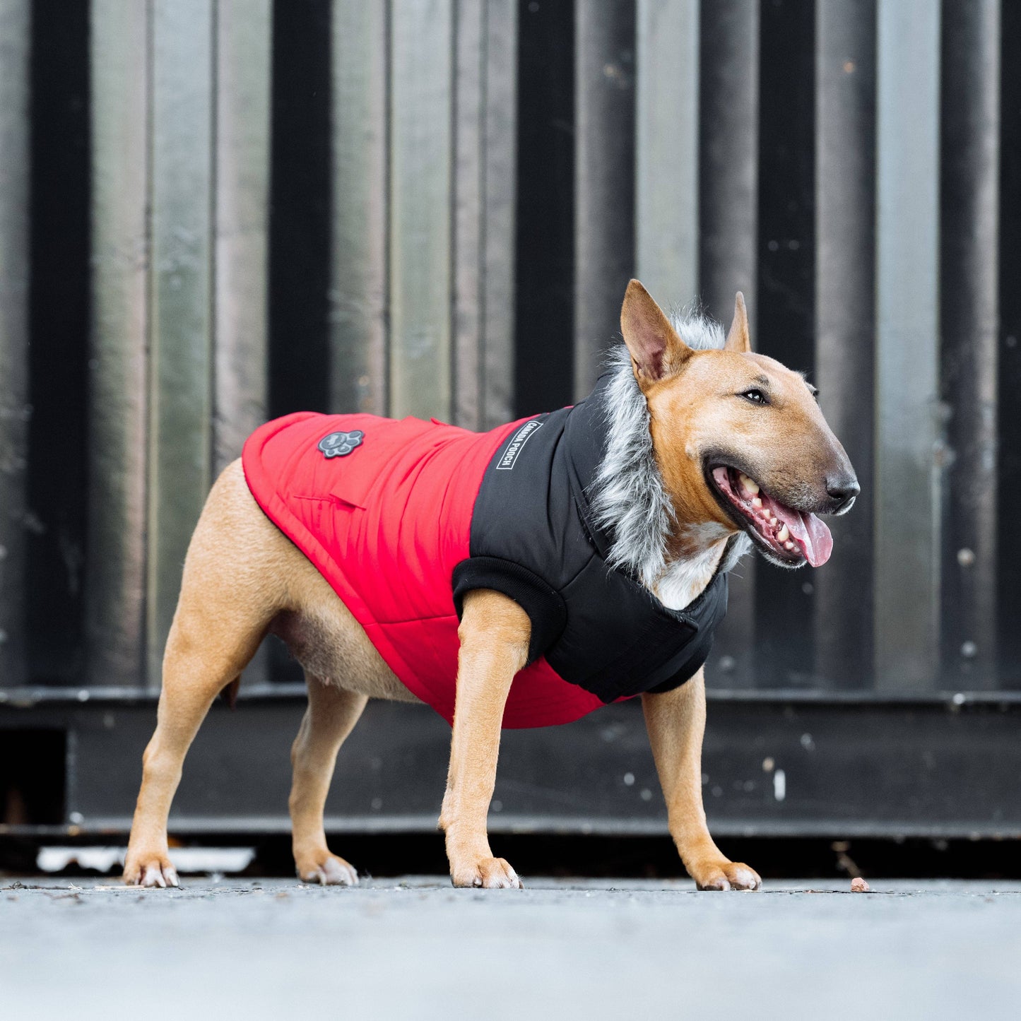 True North Dog Parka: Yellow / 20+
