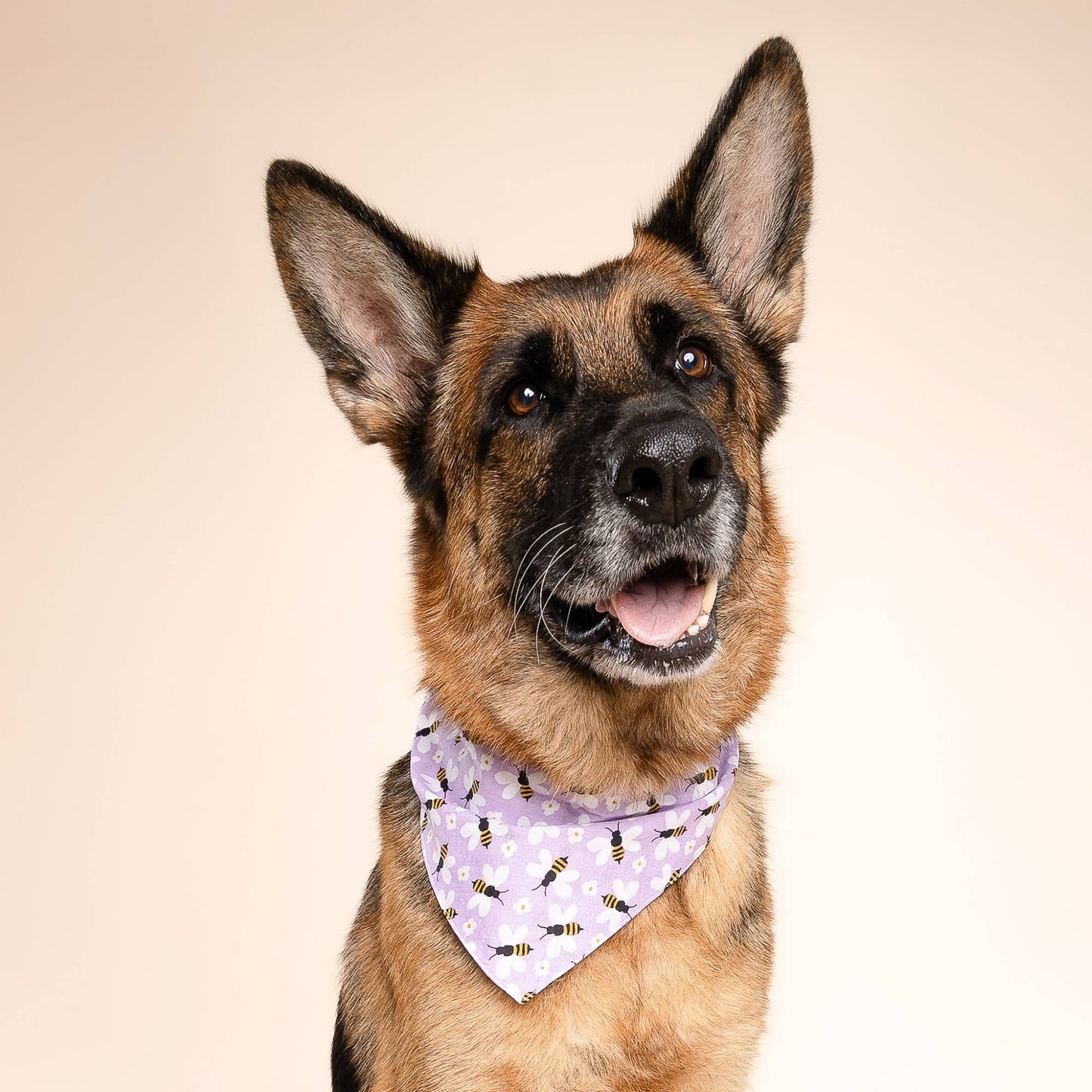 Honey Bees Dog Bandana : XL