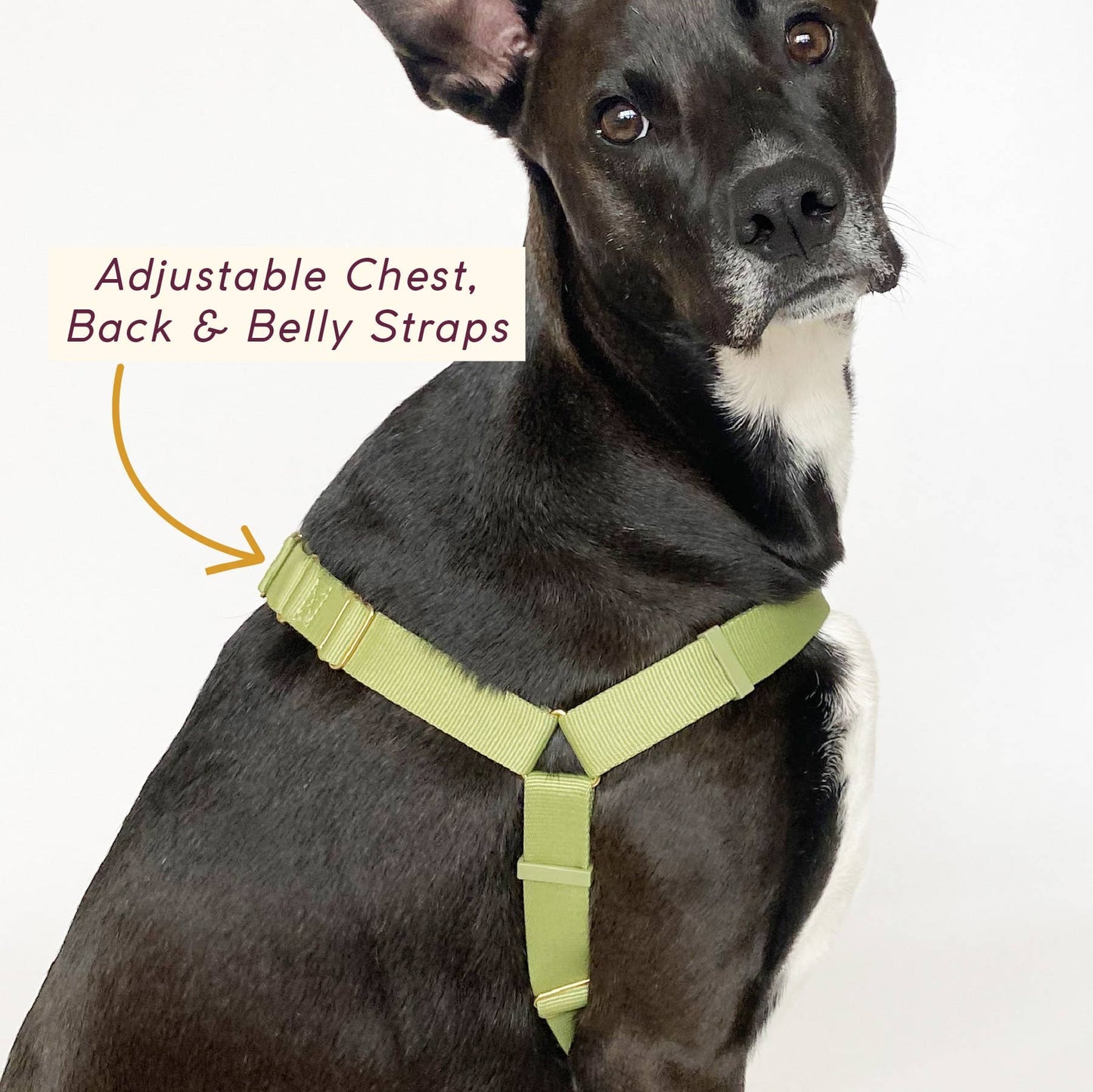 Roam Harness: SLATE