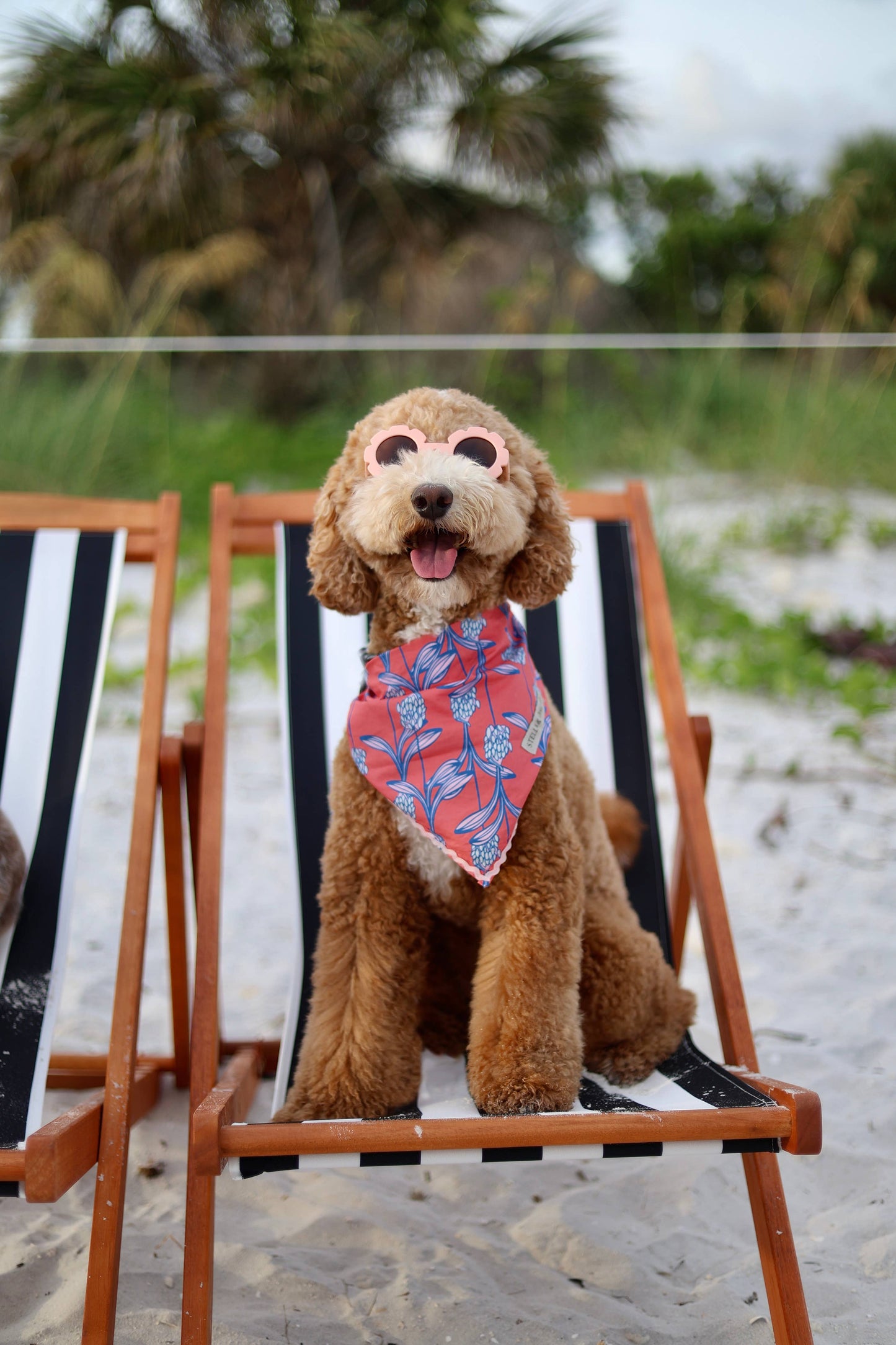 Stella & Oscar Coral Bloom Bandana