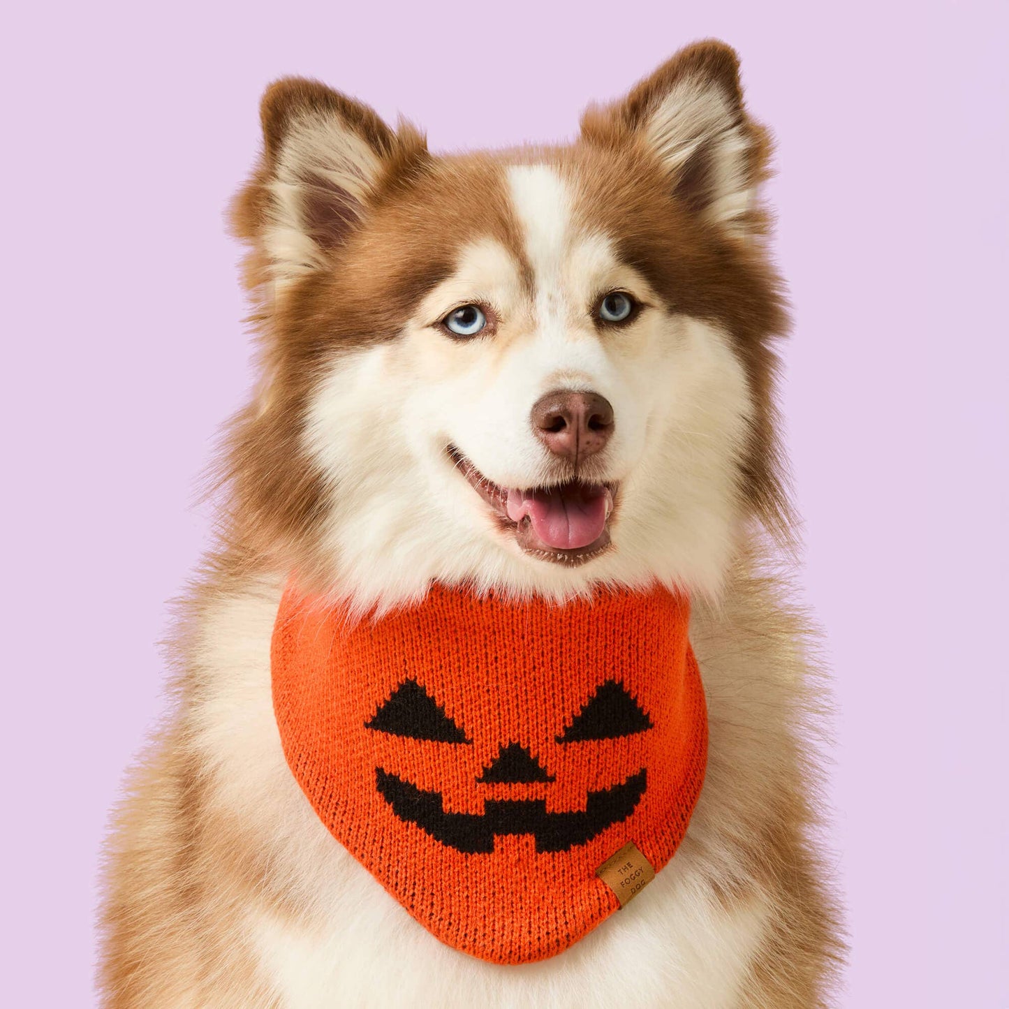 Jack-o’-Lantern Knit Dog Bandana