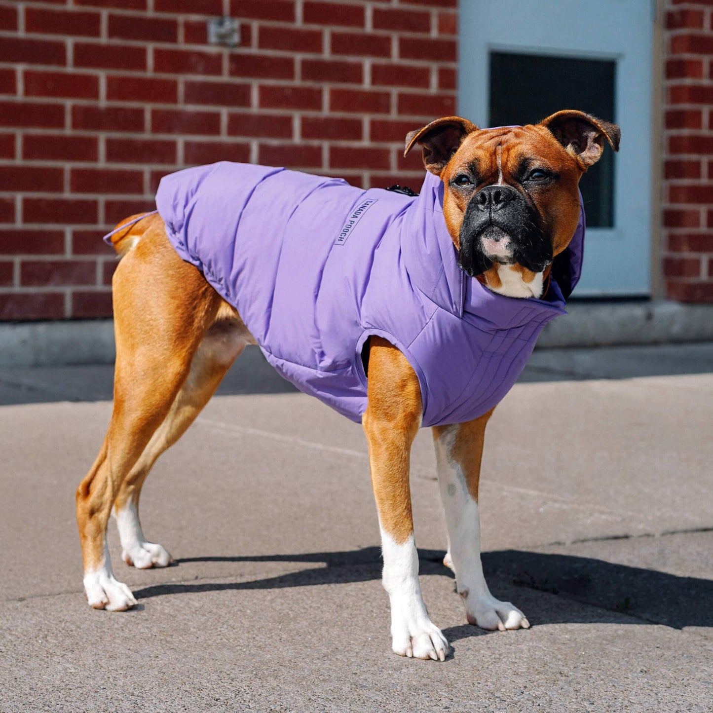 Waterproof Dog Puffer