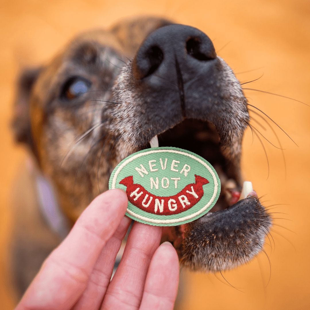 Never Not Hungry | Velcro or Iron-On Patch for Pets