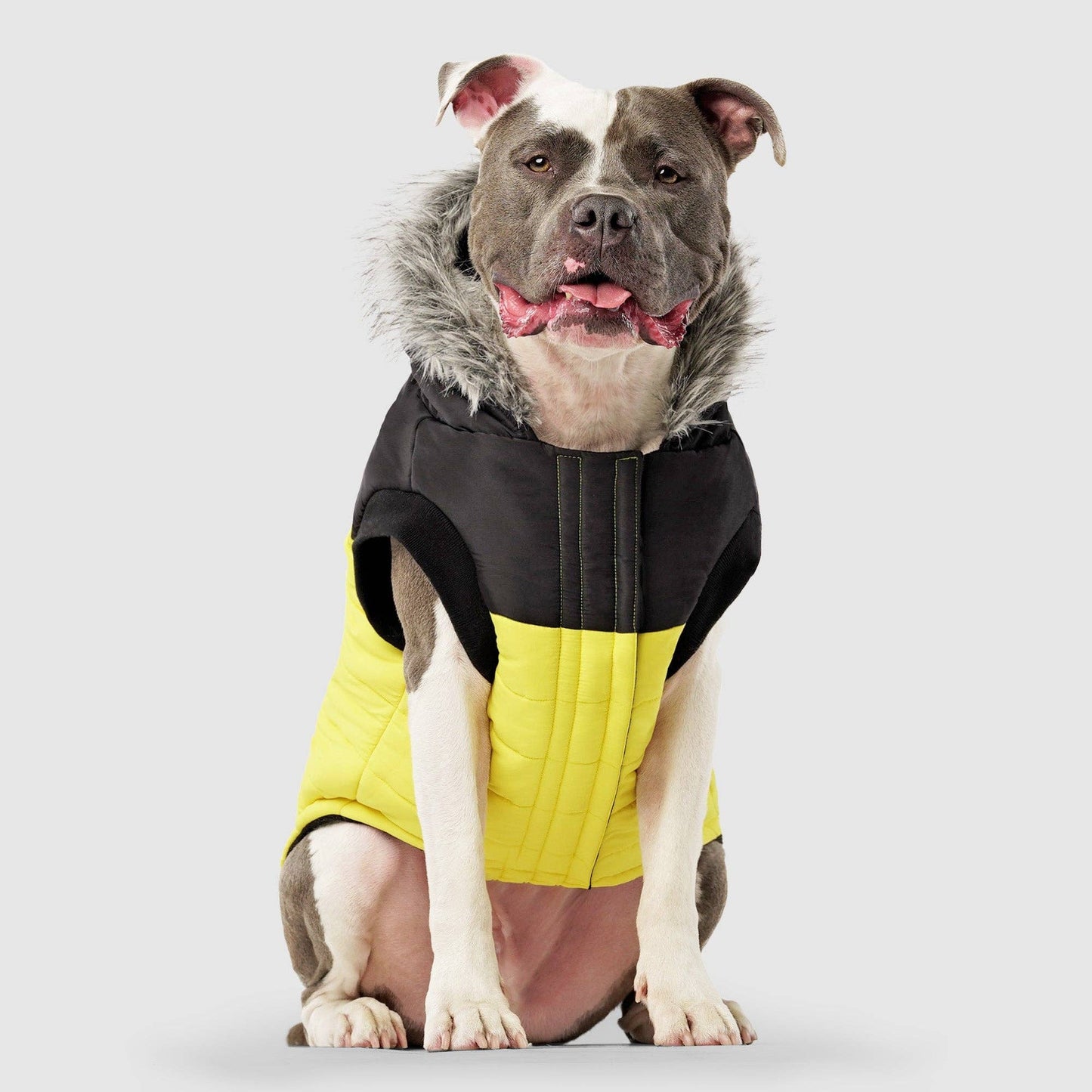 True North Dog Parka: Black / 18