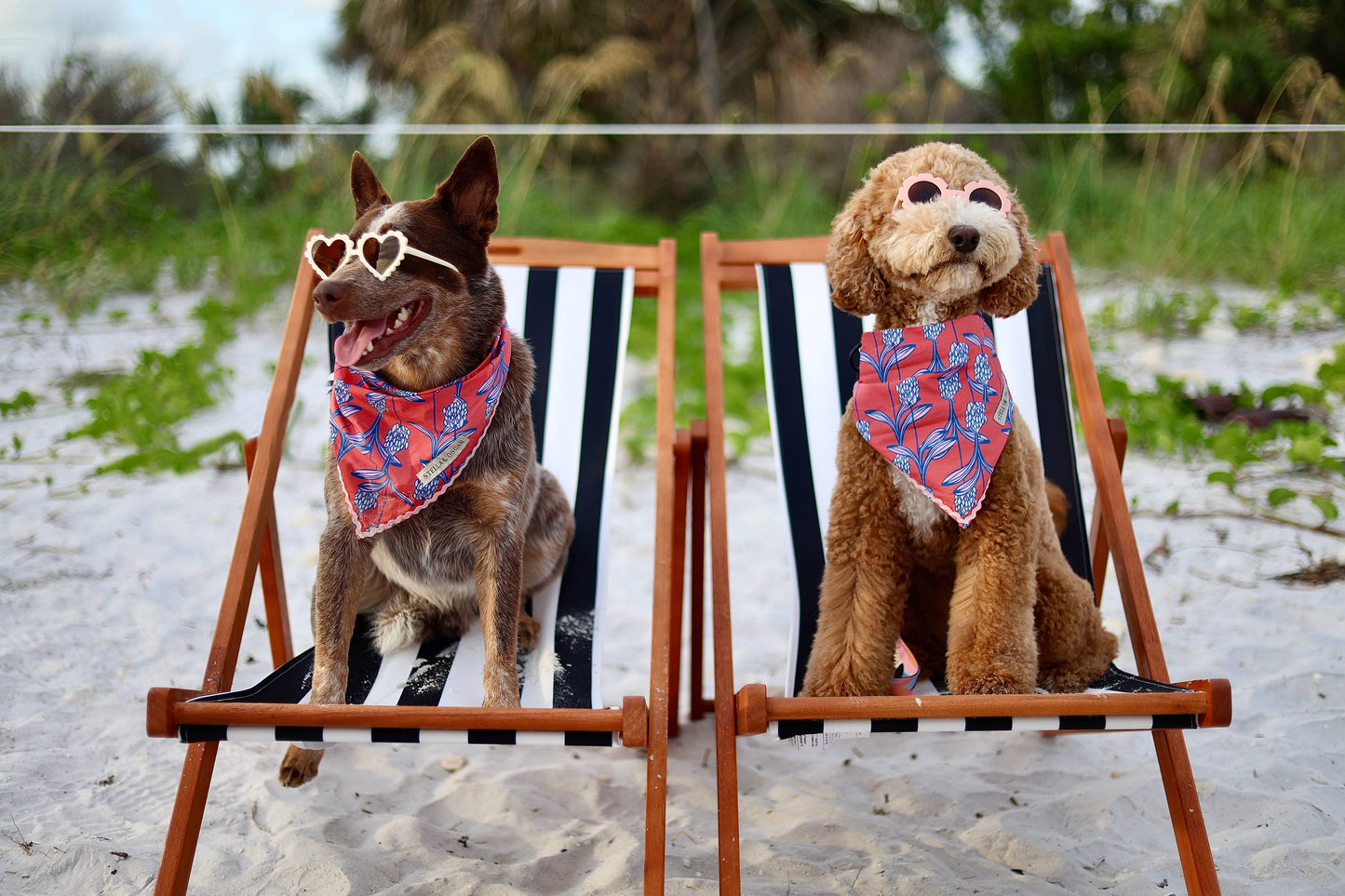 Stella & Oscar Coral Bloom Bandana
