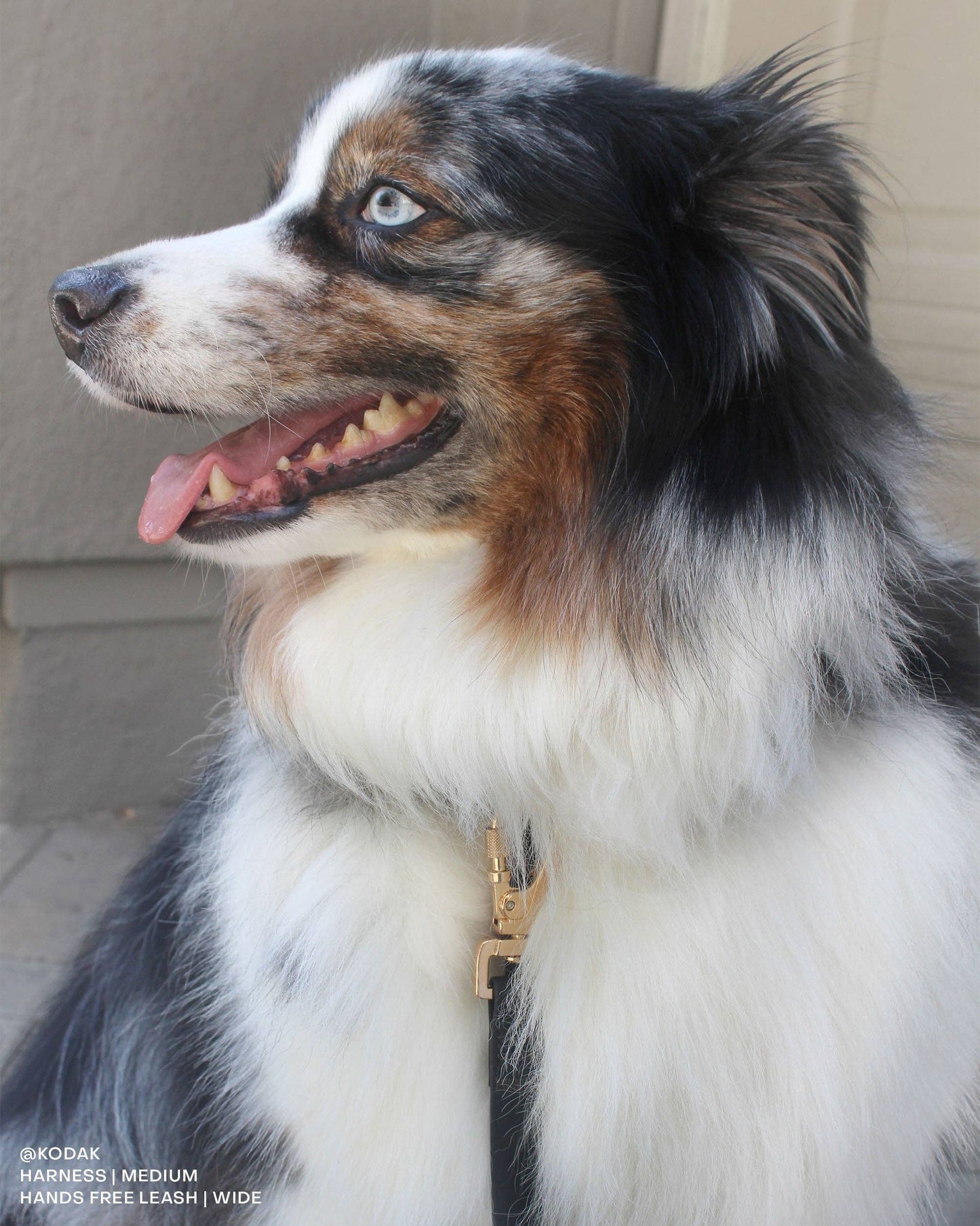 Ember Black Cloud Lite Dog Harness