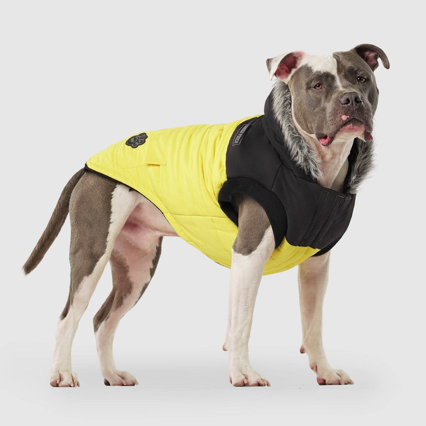 True North Dog Parka: Yellow / 20+