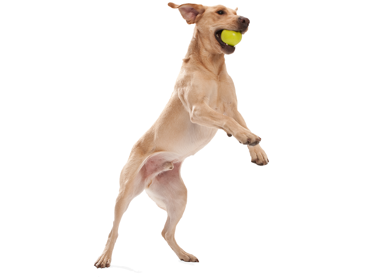 Jive® Dog Toy Ball for Chew, and Fetch: Tangerine