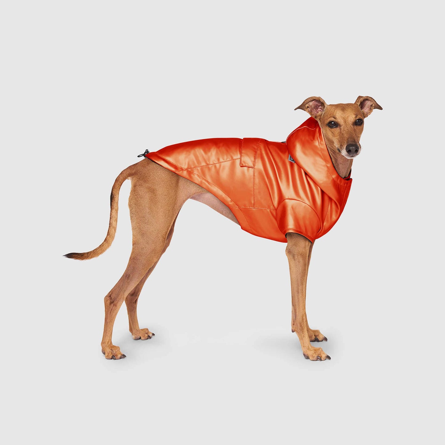 Cold Front Raincoat- Dog Raincoat: Orange / 14