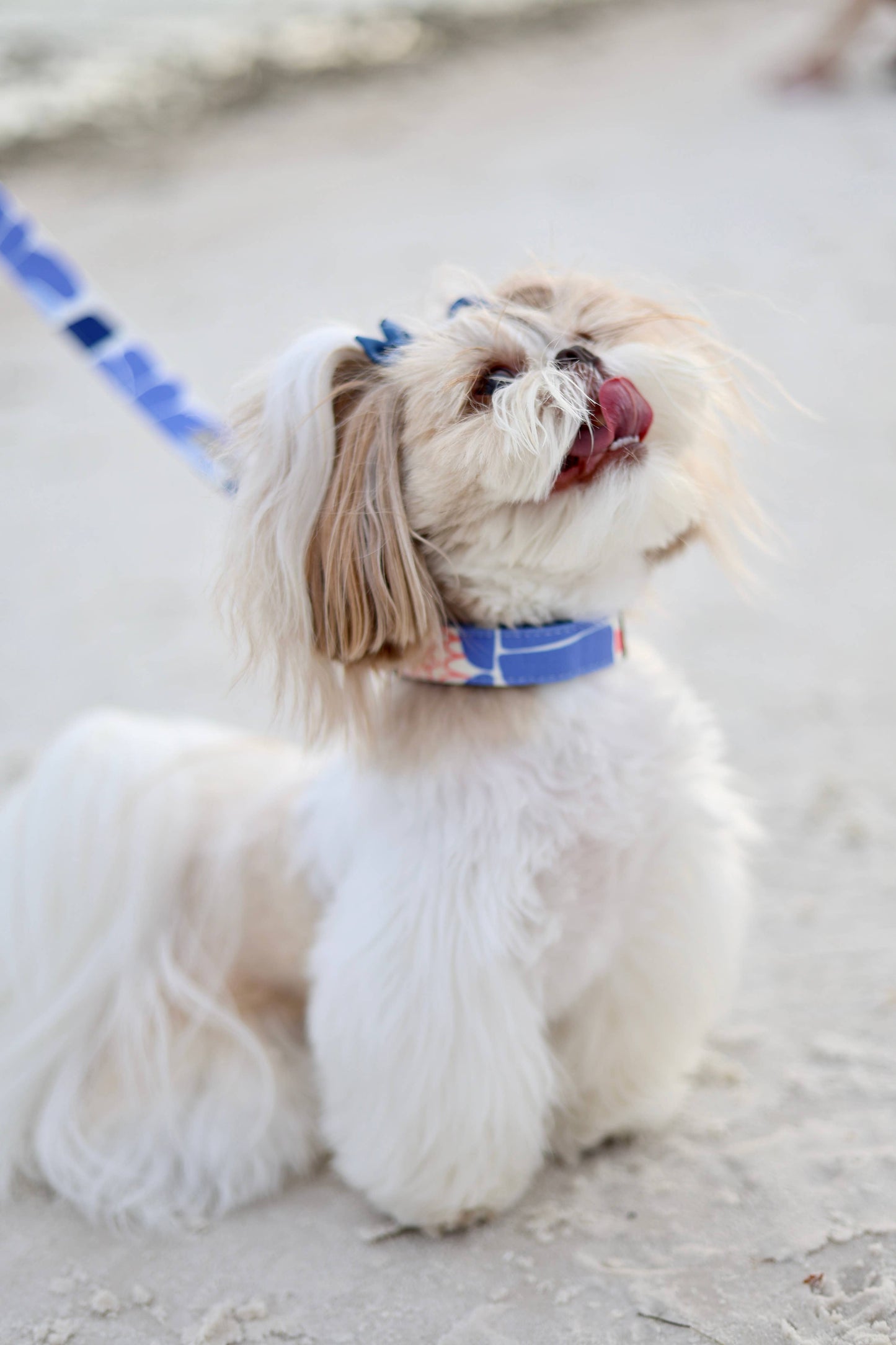 Floral Dog Collar