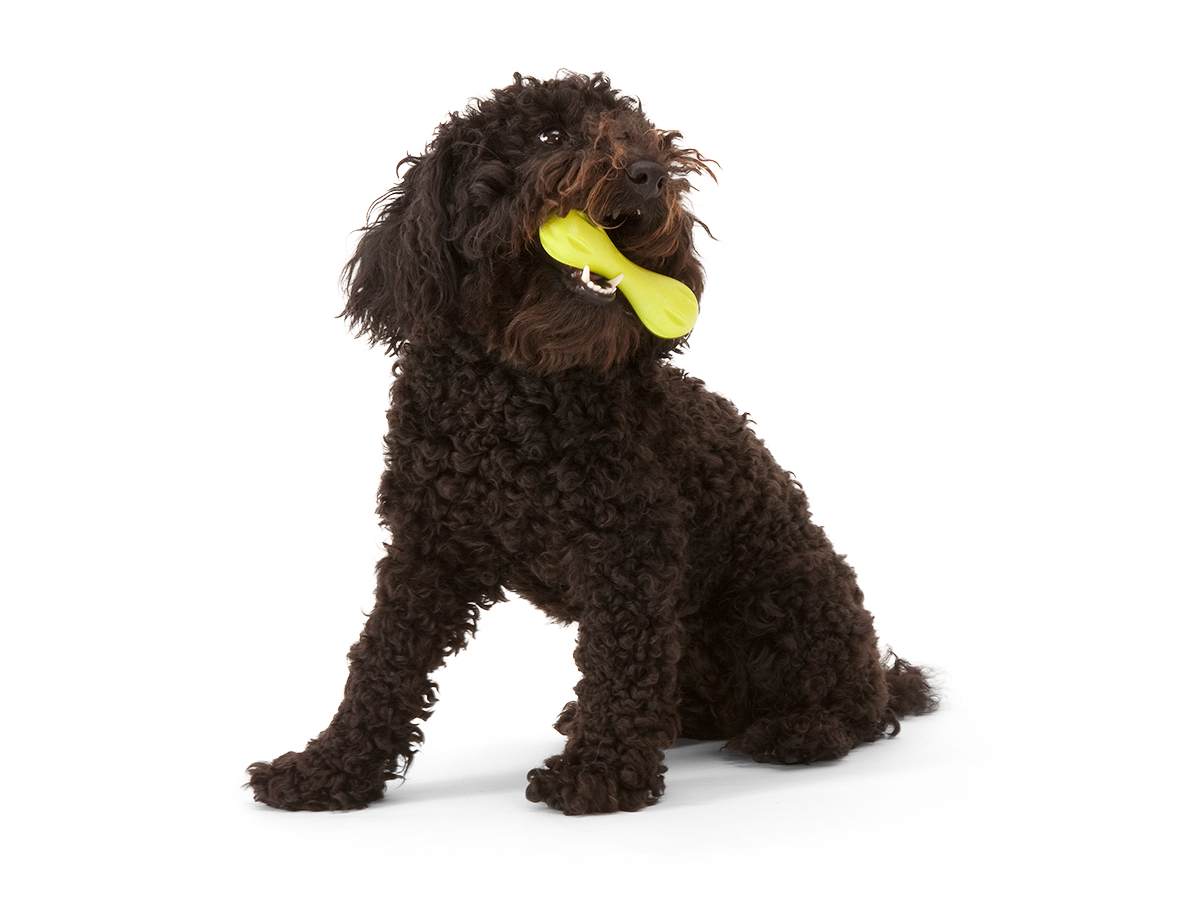 Hurley® Dog Toy for Chew, and Fetch: Tangerine / L