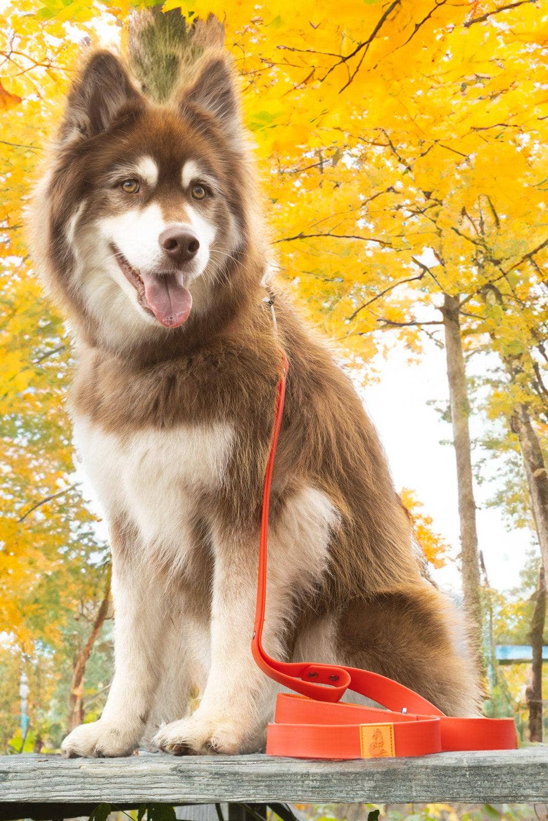 Scarlet Peaks Waterproof Dog Collar: Autumn Red / Flame Orange / 20 - 26