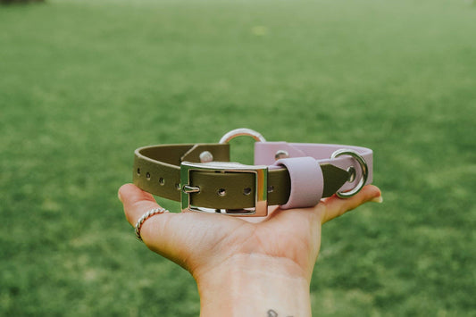 Quest Biothane Collar